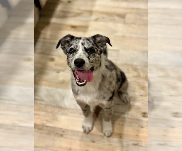 Medium Photo #3 Mutt Puppy For Sale in Paso Robles, CA, USA