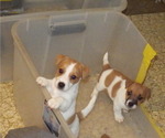 Small Photo #4 Jack Russell Terrier Puppy For Sale in CINCINNATI, OH, USA
