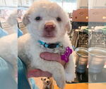 Small #2 Poodle (Miniature)