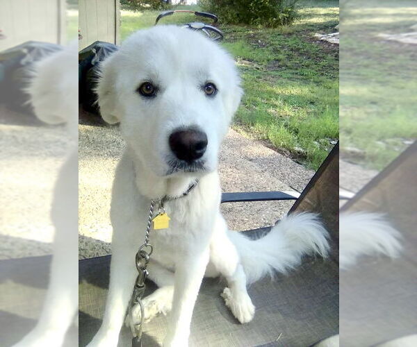 Medium Photo #2 Great Pyrenees Puppy For Sale in Spring, TX, USA