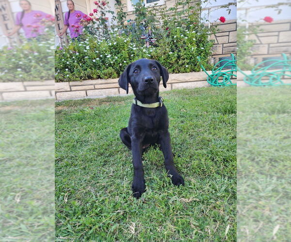 Medium Photo #1 Labrador Retriever-Unknown Mix Puppy For Sale in Dana Point, CA, USA