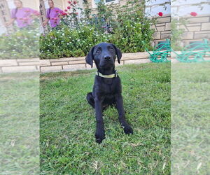 Labrador Retriever-Unknown Mix Dogs for adoption in Dana Point, CA, USA