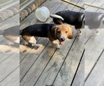 Puppy Little boy Beagle
