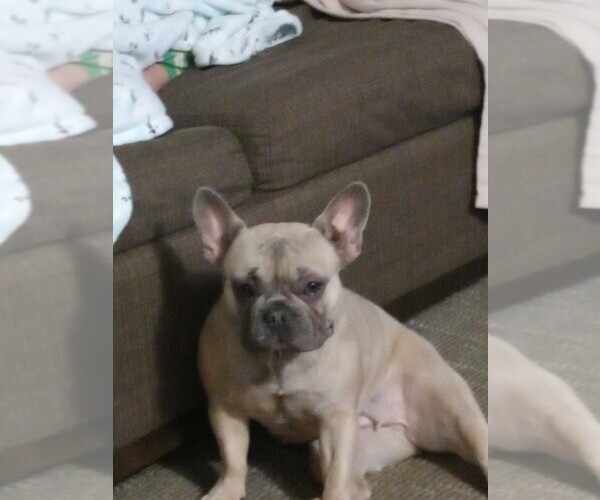 Medium Photo #1 French Bulldog Puppy For Sale in SUMPTER TWP, MI, USA