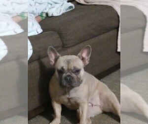 Mother of the French Bulldog puppies born on 10/05/2022
