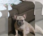 Small Photo #1 French Bulldog Puppy For Sale in SUMPTER TWP, MI, USA