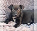 Small #7 Labrador Retriever Mix