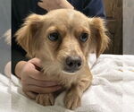 Small Chihuahua-Colonial Cocker Spaniel Mix