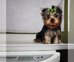 Small #4 Yorkshire Terrier
