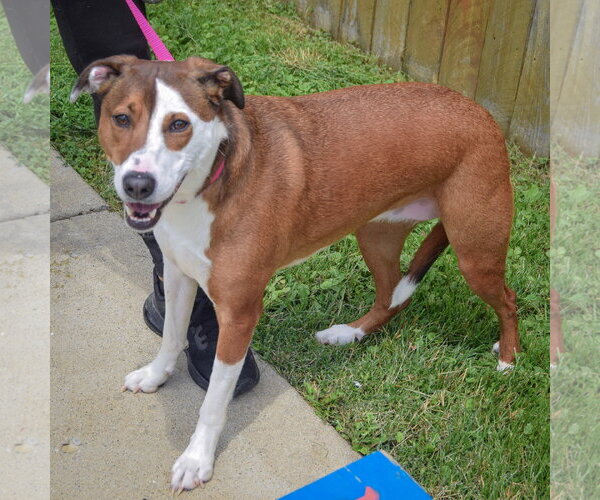 Medium Photo #2 American Staffordshire Terrier-Pointer Mix Puppy For Sale in Huntley, IL, USA