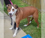 Small #1 American Staffordshire Terrier-Pointer Mix