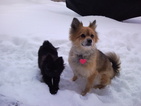Small Photo #1 Pomeranian Puppy For Sale in BOTHELL, WA, USA