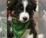 Puppy Dasher Australian Shepherd