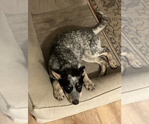 Australian Cattle Dog Puppy for sale in POST FALLS, ID, USA