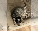 Small Australian Cattle Dog