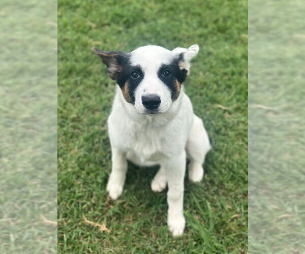 Medium Photo #3 Border Collie-Unknown Mix Puppy For Sale in Canton, CT, USA