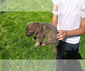 German Shepherd Dog Puppy for sale in TINLEY PARK, IL, USA