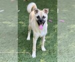 Small #4 Pug-Shiba Inu Mix