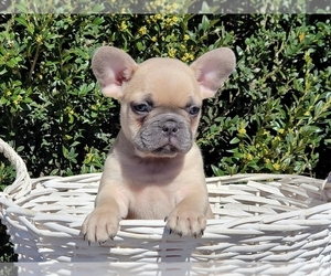 French Bulldog Puppy for sale in CLINTON, NJ, USA