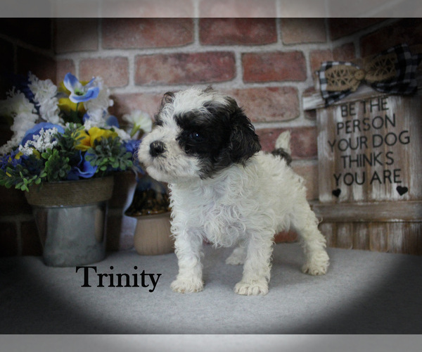 Medium Photo #3 Poodle (Miniature) Puppy For Sale in CHANUTE, KS, USA