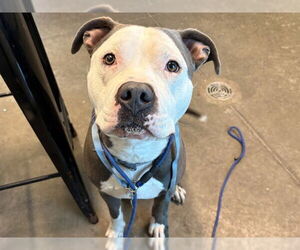 American Bulldog-Unknown Mix Dogs for adoption in Tavares, FL, USA