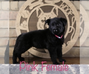 German Shepherd Dog Puppy for Sale in GARDEN CITY, Texas USA