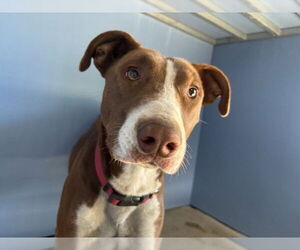 Mutt Dogs for adoption in San Bernardino, CA, USA