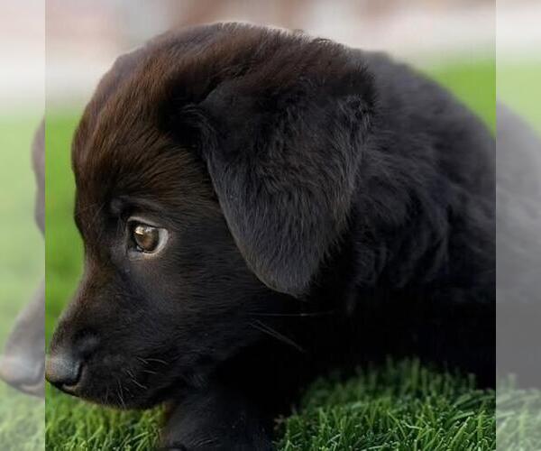 Medium Photo #7 Labrador Retriever-Unknown Mix Puppy For Sale in San Diego, CA, USA