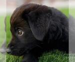 Small #6 Labrador Retriever Mix