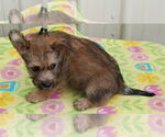 Small #2 Cairn Terrier