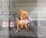 Small #7 Chihuahua