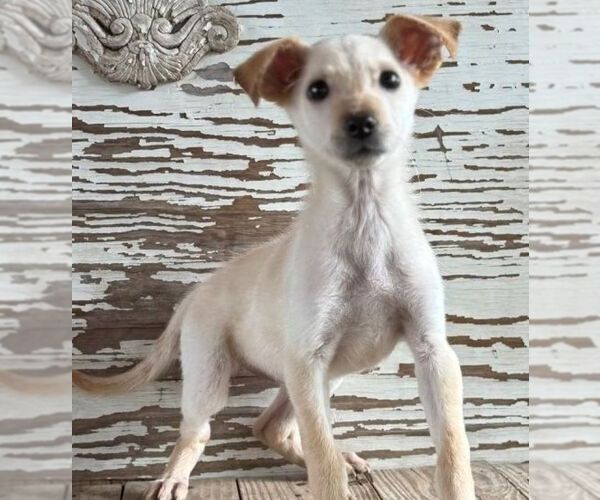 Medium Photo #1 Chihuahua-Unknown Mix Puppy For Sale in Carrollton, TX, USA