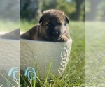 Small Photo #1 German Shepherd Dog Puppy For Sale in ROCKFIELD, KY, USA