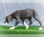 Small #7 Great Dane