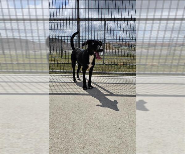 Medium Photo #2 Labrador Retriever-Unknown Mix Puppy For Sale in Corpus Christi, TX, USA