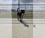 Small #1 Labrador Retriever Mix