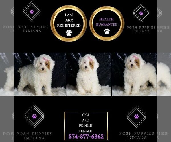 Medium Photo #61 Poodle (Toy) Puppy For Sale in WARSAW, IN, USA