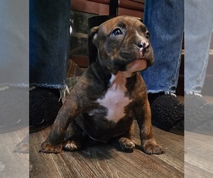 American Bully Puppy for sale in WARSAW, IN, USA