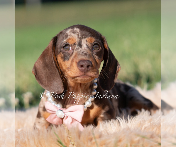 Medium Photo #2 Dachshund Puppy For Sale in WARSAW, IN, USA
