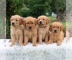Small #2 Golden Retriever