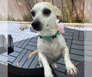 Kate #bestie-of-Kathy - Female Chihuahua-Unknown Mix Dog for Adoption - Photo #2