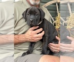 Puppy Gray Rotticorso