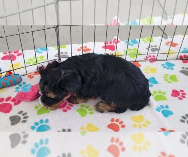 Medium Photo #6 Yorkshire Terrier Puppy For Sale in ORO VALLEY, AZ, USA