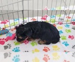Small #5 Yorkshire Terrier