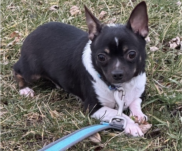 Medium Photo #8 Chihuahua Puppy For Sale in CANOGA, NY, USA