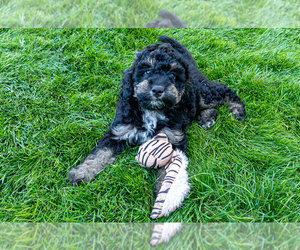 Bernedoodle (Miniature) Puppy for sale in ROY, UT, USA
