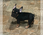 Small #3 French Bulldog