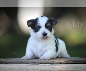 Chihuahua Puppy for sale in BLUFORD, IL, USA