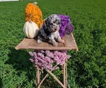Small #2 Poodle (Toy)