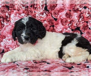 Saint Berdoodle Puppy for sale in LANCASTER, PA, USA